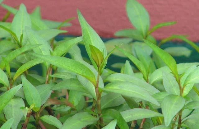 Bác sĩ Dung còn kể về một số trường hợp còn dùng rau ngót, rau răm để phá thai sau đó thai bị chết lưu, vỡ thai ngoài tử cung, may mắn giữ được tính mạng.