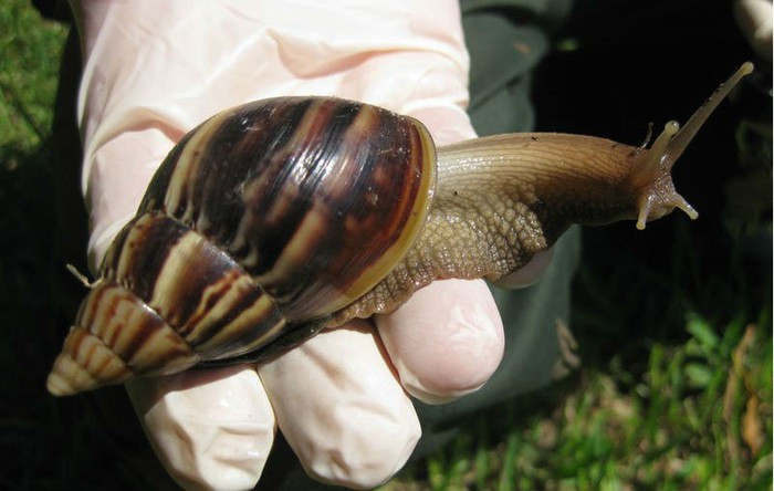 Nhan loi thach do an oc sen song, chang trai bi viem mang nao