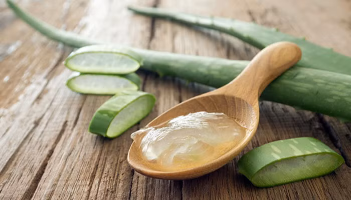 Lô hội chứa khoáng chất, vitamin, amino axit không chỉ có tác dụng loại bỏ gầu, làm sạch da đầu mà còn thúc đẩy tóc mọc nhanh hơn, cải thiện vùng da đầu bị hói.