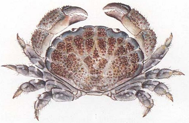 Cua sống có màu xanh lá cây đậm hơi vàng, đôi khi màu nâu vàng hoặc hơi đỏ tía. Đốt ngón các chân kìm có màu đen. Loại cua hạt thường được tìm thấy trên rạn san hô sống, ở độ sâu khoảng 3m, tại Hòn Tầm – Nha Trang.