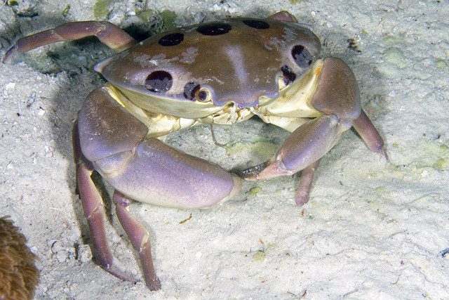 Cua đá biển là một loài cua đất lớn thuộc chi Gecarcoidea, có vỏ màu tím sậm, chân dài và càng ngắn. Chúng là loài động vật ăn đêm, ban ngày trú ẩn trong các hang đào. Thức ăn chủ yếu của cua đá biển là các loại thực vật. Cua đá biển khi chín thì chuyển sang màu gạch.