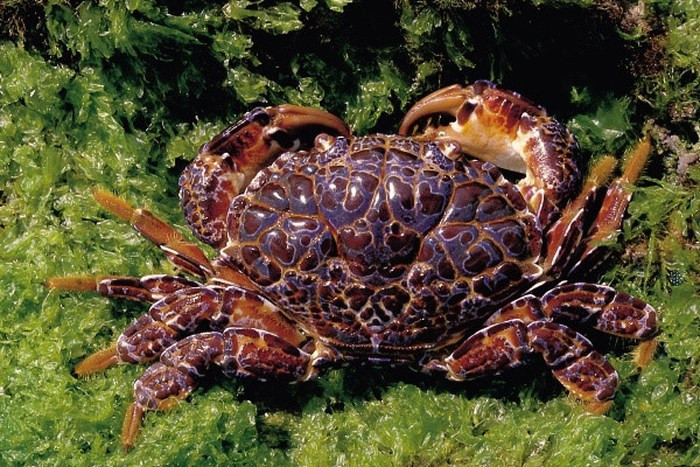 Một người chỉ cần ăn khoảng 0,5g (1 thìa cà phê) thịt càng cua loại này là có thể bị ngộ độc thần kinh, dẫn đến tử vong. Độc tố trong cua mặt quỷ chủ yếu là Saxitonin, nằm ở thịt, trứng cua, nhiều nhất là thịt càng và chân cua.