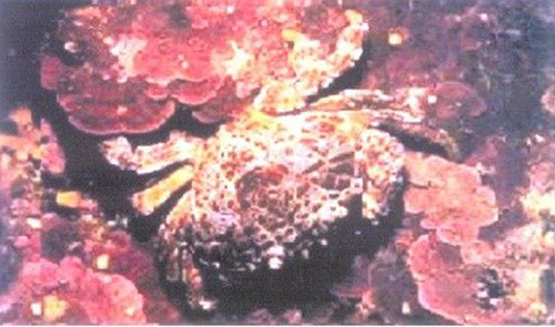 Cua hạt cũng chứa chất độc nguy hiểm như cua mặt quỷ. Vỏ đầu ngực của chúng có dạng nửa vòng tròn, dài nhất khoảng 30mm, rộng nhất khoảng 40mm, được phủ kín bởi các u lồi dạng hạt.