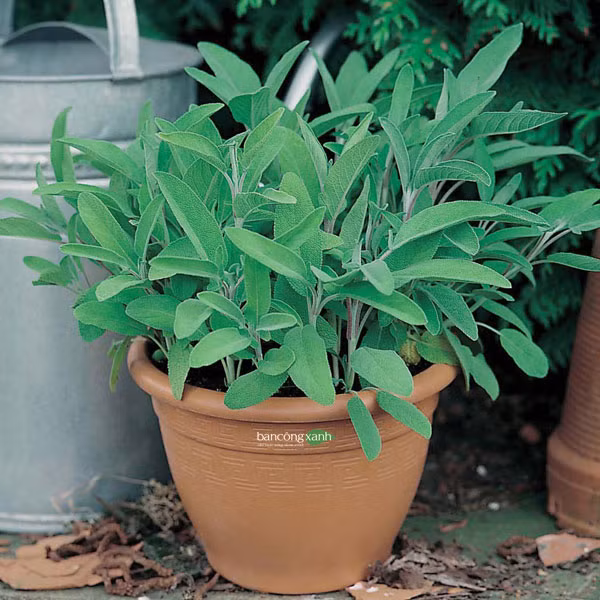 Lá cây xô thơm cũng giúp cải thiện sức khoẻ vì nó có chứa kháng khuẩn, kháng nấm, sát khuẩn.