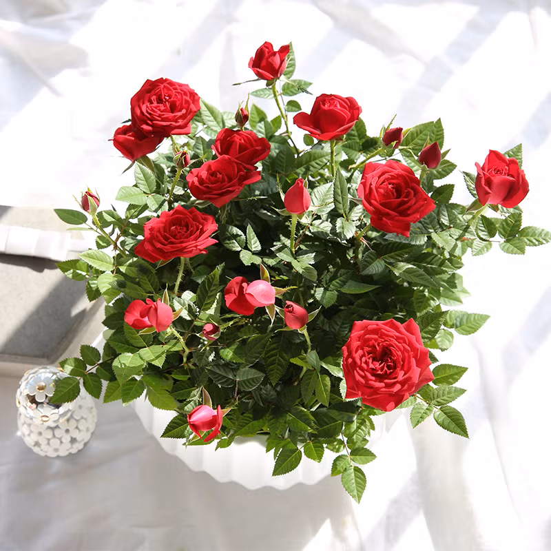 Các nhà khoa học ở Nhật đưa ra kết luận rằng ngắm hoa hồng mỗi ngày giúp mọi người có cảm giác thư giãn, thoải mái hơn.