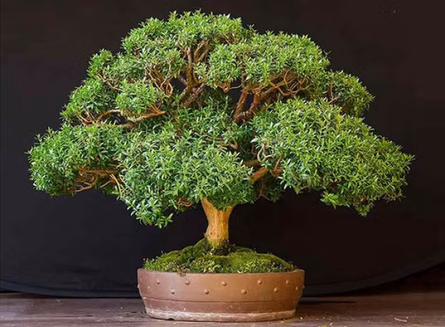 Cây hương đào hay còn gọi là cây sim, là biểu tượng của hòa bình và vui vẻ. Trong quá khứ, người ta tin rằng loài cây cảnh này rất linh thiêng và nó có thể tiếp thêm năng lượng và tạo tinh thần sảng khoái cho mọi người.