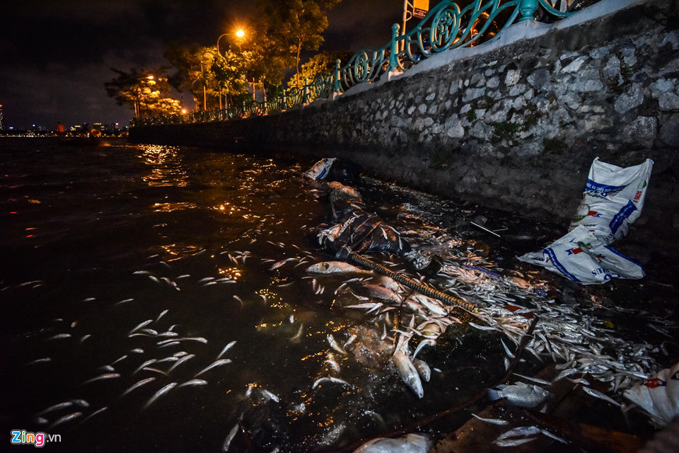 Tính đến cuối ngày, công ty đã vớt được 2 thuyền cá, ước tính khối lượng khoảng hơn 300 kg và con số này sẽ tiếp tục tăng sau đêm 8/7.