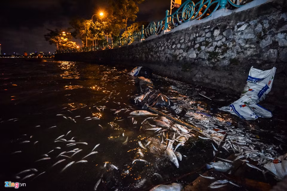 Tính đến cuối ngày, công ty đã vớt được 2 thuyền cá, ước tính khối lượng khoảng hơn 300 kg và con số này sẽ tiếp tục tăng sau đêm 8/7.