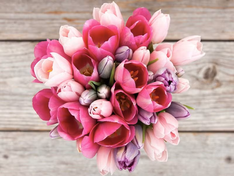 Một bó hoa tulip đơn giản cũng đủ làm nàng thích thú cả ngày.