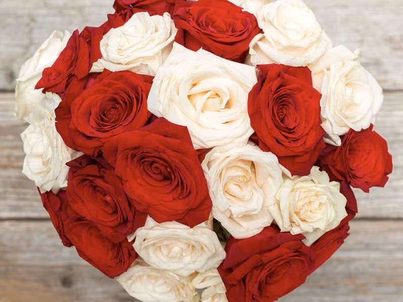 Không cần cầu kỳ, bạn có thể dễ dàng chinh phục nàng với bó hồng nhung kết hợp với hồng trắng.