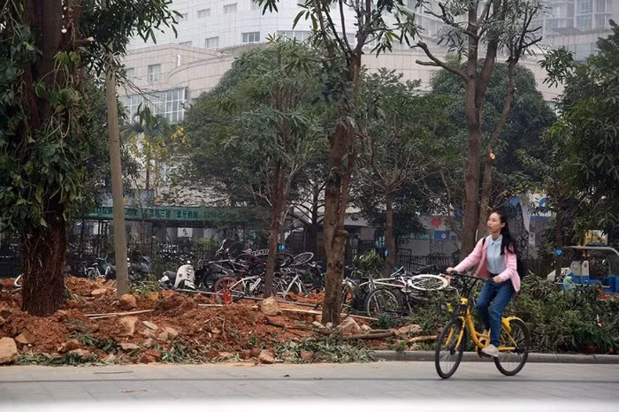 Từ niềm tự hào trở thành nỗi ám ảnh của giao thông và môi trường đô thị ở Trung Quốc, góp phần làm đường phố bẩn thỉu, nhếch nhác. Trong hình là một bãi rác xe đạp ngay phía ngoài cổng trường Đại học Sư phạm Quảng Tây, Trung Quốc.