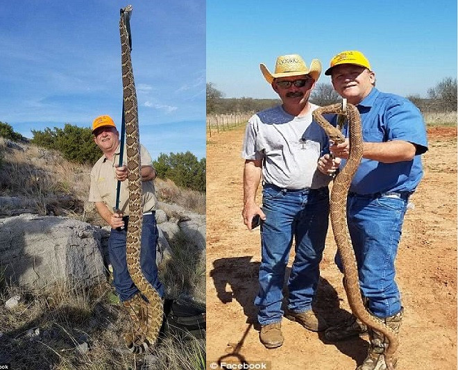 Crow đã bắt được con rắn chuông dài 1,8m.