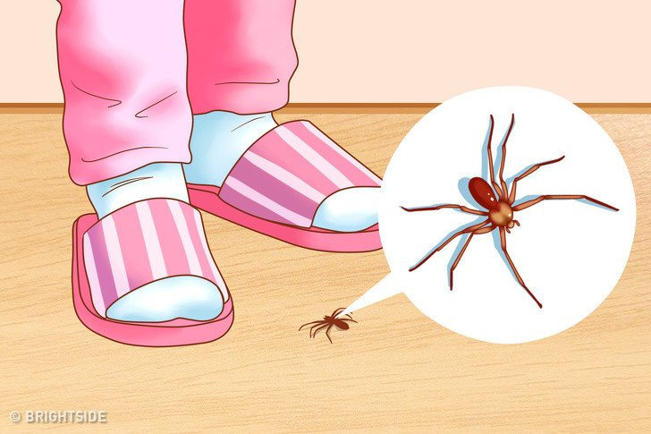 Nhện: Ngay cả khi nhà bạn không có nhện độc thì vẫn cần phòng tránh chúng. Hãy tự chế thuốc đuổi nhện bằng cách thêm 5-10 giọt dầu bạc hà vào hỗn hợp 200 ml nước và 1/4 muỗng cà phê chất tẩy rửa lỏng, lắc đều và phun các ngóc ngách trong nhà mỗi tuần một lần cho đến khi tất cả nhện chạy xa.