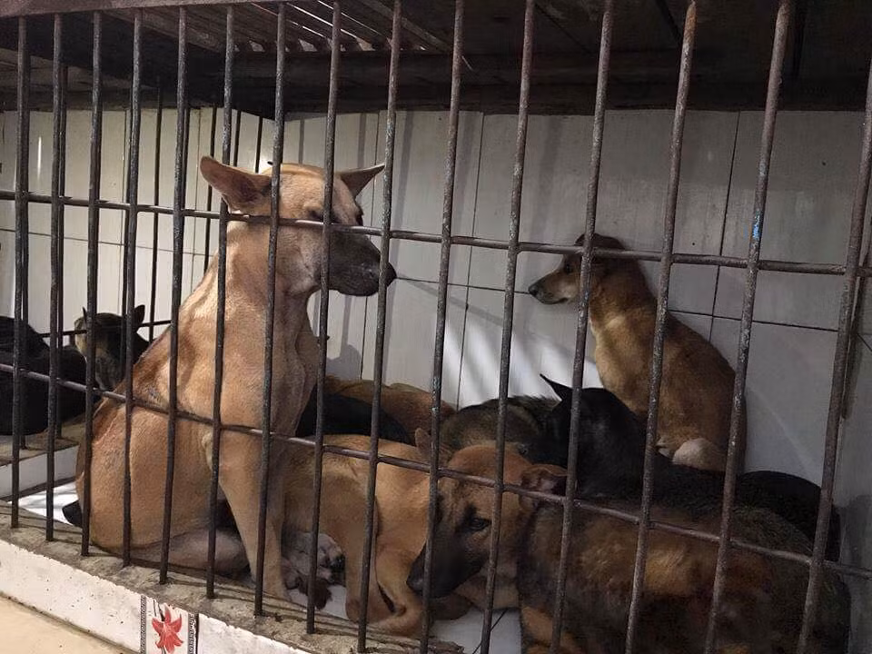 Kiem tra cho thit cho lon nhat TPHCM, phat hien nhieu chuyen “dong troi”-Hinh-4