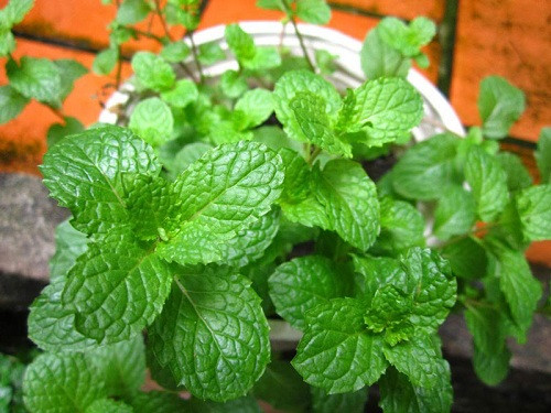 Húng lủi có vị cay, ấm, hậu mát. Người ta thường dùng thân, lá loại cây này hãm như trà để uống giúp dễ tiêu hóa, có hiệu quả rất cao đối với chứng chướng bụng, đầy hơi.