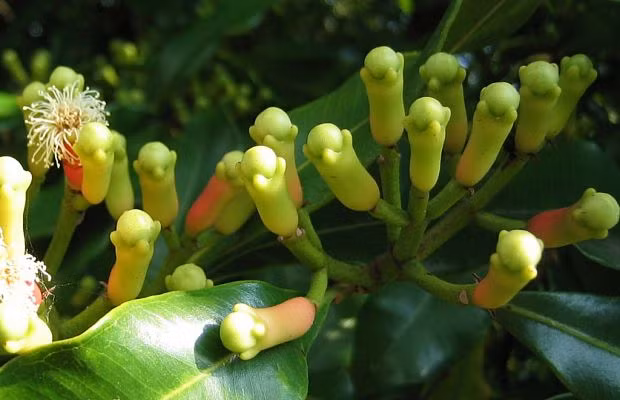 Nếu bị chướng hơi, đầy bụng, bạn cũng có thể nấu vài nụ đinh hương lấy nước uống.