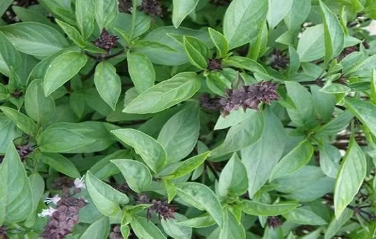 Thêm vài lá húng quế trong các món ăn giúp tăng cường hoạt động của bộ máy tiêu hóa, chống đầy hơi chướng bụng.