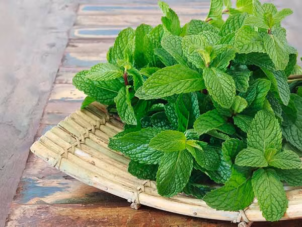 Bạc hà là một loại thảo mộc thơm ngon ngọt ngào làm tăng thêm hương vị cho nhiều món ăn cũng như giảm mỡ bụng. Nó loại bỏ chất thải và độc tố ra khỏi cơ thể và cũng làm giảm đầy bụng, kích thích tiêu hóa.