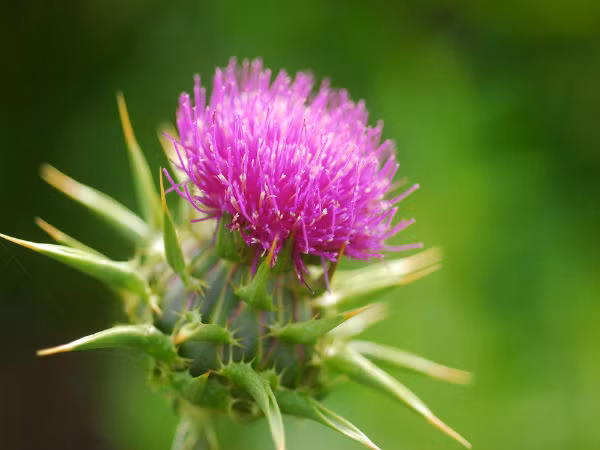 Cây kế sữa (Milk Thistle Thistle) được sử dụng chủ yếu để tăng sức khỏe của gan và cũng giúp đốt cháy mỡ bụng.