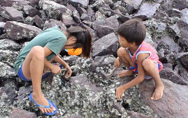 Trong khi sản phẩm hàu tự nhiên rất bổ dưỡng thì hàu nuôi bám vào các tấm lợp xi măng bị cho rằng có nguy cơ gây hại cho người tiêu dùng.