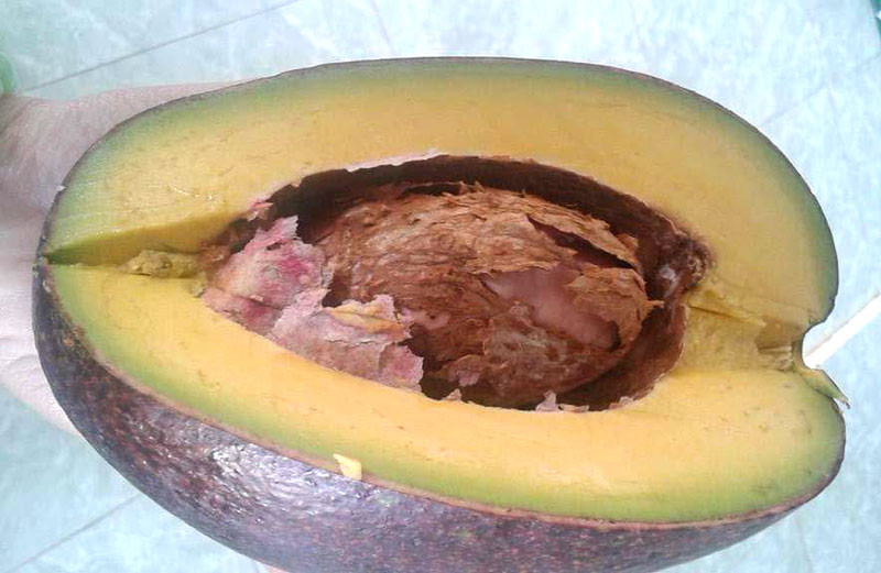 Qua bo khong lo: Ca nha nhin com chia nhau an khong het-Hinh-2