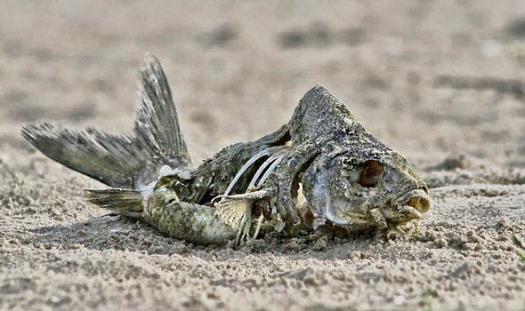 Vùng nước chết là nơi không có hoặc có rất ít khí oxy, khiến không một sinh vật biển nào sống nổi.