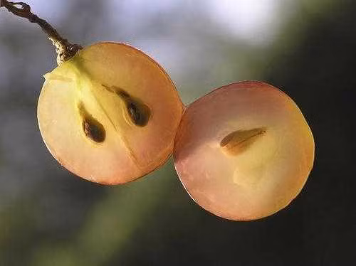 Hỗ trợ điều trị suy tĩnh mạch mãn tính: Hợp chất OPCs trong hạt nho sẽ làm giảm bớt các triệu chứng của bệnh suy tĩnh mạch mãn tính. OPCs còn giúp làm giảm các cảm giác nặng, đau nhức và ngứa rát.