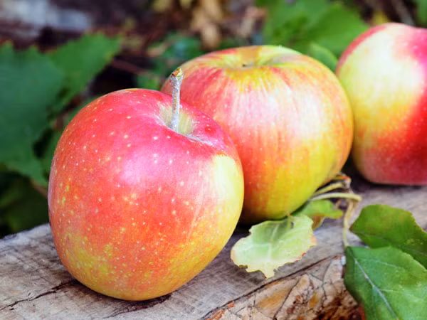 Ăn một quả táo mỗi ngày giúp chữa lành các vết loét dạ dày.