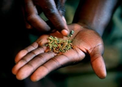 5. Whoonga hay wunga là hỗn hợp gồm heroin cấp thấp, cần sa, các chất tẩy rửa, thuốc diệt chuột và Clo. Ban đầu hút, người dùng cảm thấy tinh thần phấn khích, khi sử dụng liều nặng hơn thì cảm giác thư giãn. Loại ma túy này có thể khiến người chơi không cần ăn uống, suy yếu miễn dịch, đau thắt dạ dày, đau bụng, buồn nôn, tiêu chảy, bị chuột rút cơ bắp, mất ngủ…