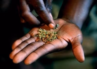 5. Whoonga hay wunga là hỗn hợp gồm heroin cấp thấp, cần sa, các chất tẩy rửa, thuốc diệt chuột và Clo. Ban đầu hút, người dùng cảm thấy tinh thần phấn khích, khi sử dụng liều nặng hơn thì cảm giác thư giãn. Loại ma túy này có thể khiến người chơi không cần ăn uống, suy yếu miễn dịch, đau thắt dạ dày, đau bụng, buồn nôn, tiêu chảy, bị chuột rút cơ bắp, mất ngủ…