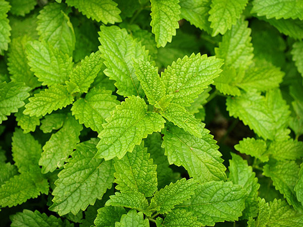 Các loại rau thơm cũng có tác dụng cải thiện lưu thông và điều trị các bệnh thông thường. Rau mùi tây, bạc hà... là một số loại thảo dược làm tăng tuần hoàn máu.