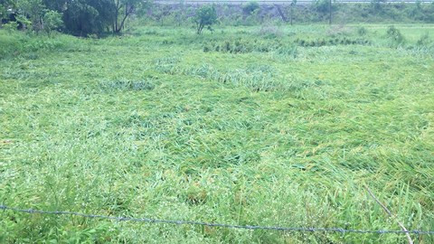 Nhiều diện tích lúa của nông dân chuẩn bị thu hoạch bị gió lốc, mưa đá làm gãy, đổ.