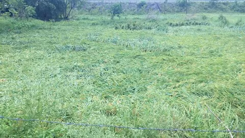 Nhiều diện tích lúa của nông dân chuẩn bị thu hoạch bị gió lốc, mưa đá làm gãy, đổ.