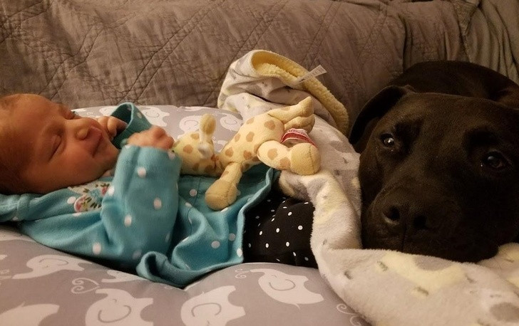 "Chó mẹ" sẽ nâng giấc bé yêu.