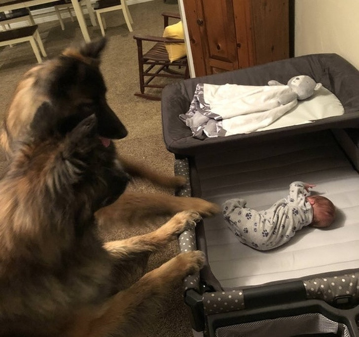 Khi hai chú chó cưng trông con giúp chủ.