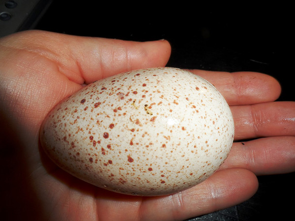 Mỗi lần đẻ trứng, gà tây thường làm cho mình một tổ mới. Hơn nữa, gà tây có bản năng làm bà mẹ mạnh mẽ hơn so với gà bình thường, do vậy, việc lấy trứng của chúng là điều không dễ dàng.