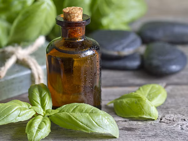 Dầu húng quế có các hợp chất kháng vi-rút và chống viêm là phương thuốc chữa nhiễm trùng tai hiệu quả cho cả cho trẻ em và người lớn.