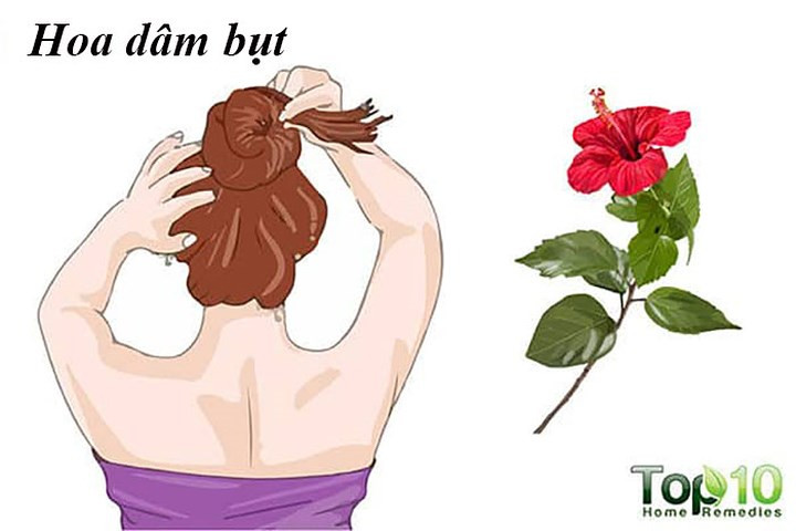 Hoa dâm bụt có thể giúp ngăn ngừa rụng tóc. Ngoài ra, loại thảo mộc này giàu vitamin A và C cũng như các axit amin giúp chống rụng tóc và thúc đẩy sự phát triển của tóc. Một nghiên cứu năm 2003 được công bố trên tạp chí Ethnopharmacology thấy rằng chiết xuất lá dâm bụt tốt cho sự phát triển của tóc.