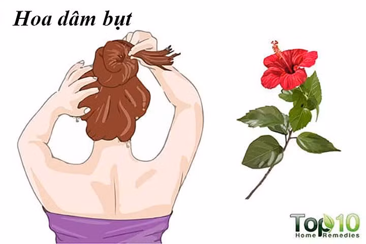 Hoa dâm bụt có thể giúp ngăn ngừa rụng tóc. Ngoài ra, loại thảo mộc này giàu vitamin A và C cũng như các axit amin giúp chống rụng tóc và thúc đẩy sự phát triển của tóc. Một nghiên cứu năm 2003 được công bố trên tạp chí Ethnopharmacology thấy rằng chiết xuất lá dâm bụt tốt cho sự phát triển của tóc.