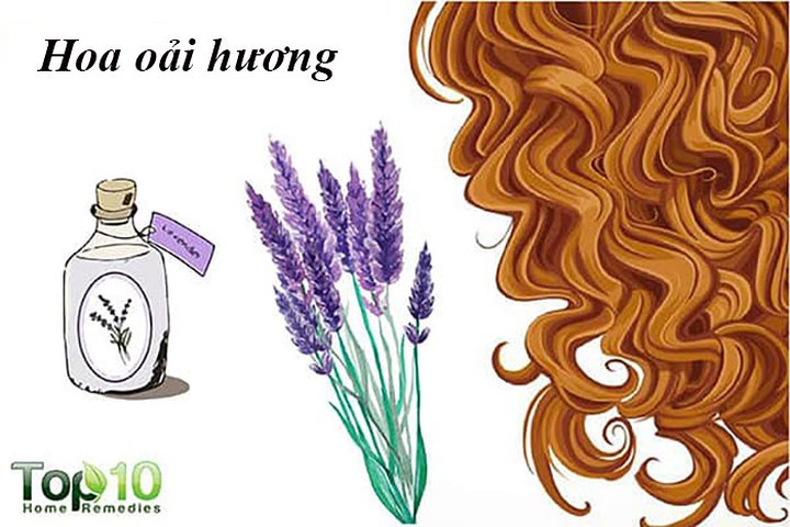 Hoa oải hương là một loại thảo dược nổi tiếng khác giúp tăng cường sự phát triển của tóc và giảm chứng hói đầu. Nó được biết là có tính chất kháng khuẩn giúp chống nhiễm trùng trên da đầu và rất hiệu quả trong điều trị gàu, da đầu khô và bong tróc.