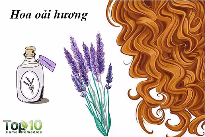 Hoa oải hương là một loại thảo dược nổi tiếng khác giúp tăng cường sự phát triển của tóc và giảm chứng hói đầu. Nó được biết là có tính chất kháng khuẩn giúp chống nhiễm trùng trên da đầu và rất hiệu quả trong điều trị gàu, da đầu khô và bong tróc.