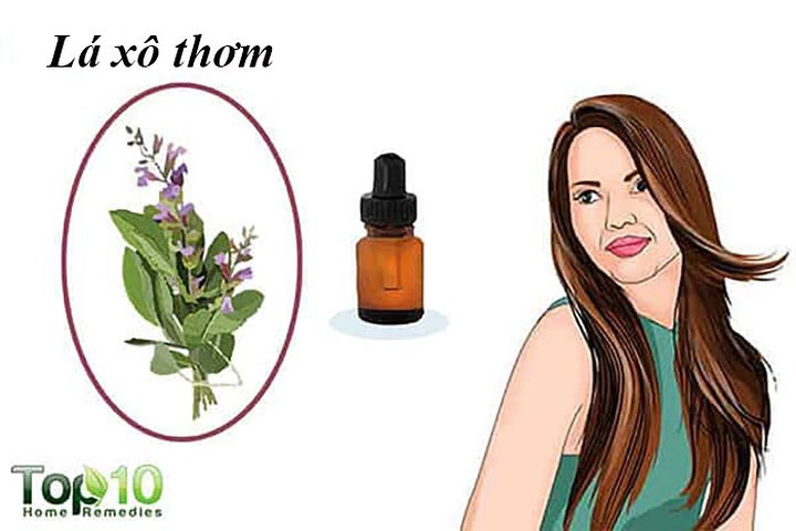 Lá xô thơm: Khi nói đến các loại thảo mộc để tăng trưởng tóc, cây xô thơm là một loại thảo dược quan trọng không thể thiếu trong danh sách. Giàu chất dinh dưỡng như vitamin B, A và C và kali và canxi, cây xô thơm kích thích tăng trưởng tóc và ngăn rụng tóc. Ngoài ra, loại thảo mộc này còn thúc đẩy sự cân bằng estrogen, điều quan trọng đối với các nang tóc mạnh. Nó cũng có thể giúp kiểm soát nhiễm trùng da đầu, nguyên nhân gây rụng tóc ở phụ nữ.