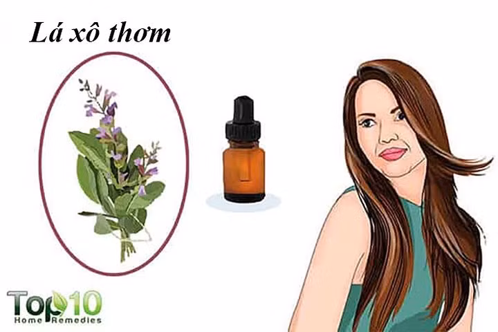 Lá xô thơm: Khi nói đến các loại thảo mộc để tăng trưởng tóc, cây xô thơm là một loại thảo dược quan trọng không thể thiếu trong danh sách. Giàu chất dinh dưỡng như vitamin B, A và C và kali và canxi, cây xô thơm kích thích tăng trưởng tóc và ngăn rụng tóc. Ngoài ra, loại thảo mộc này còn thúc đẩy sự cân bằng estrogen, điều quan trọng đối với các nang tóc mạnh. Nó cũng có thể giúp kiểm soát nhiễm trùng da đầu, nguyên nhân gây rụng tóc ở phụ nữ.