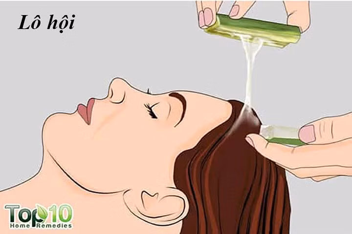 Lô hội là loại thảo mộc hiệu quả giúp chống rụng tóc và kích thích sự phát triển của tóc. Lô hội thúc đẩy lưu lượng máu đến da đầu, đưa các chất dinh dưỡng đạt đến nang tóc. Nó cũng chứa các vitamin A, C và E thúc đẩy sự tăng trưởng tế bào khỏe mạnh và làm tóc sáng bóng. Một nghiên cứu năm 2010 được công bố trên Tạp chí Nghiên cứu Hóa học và Dược phẩm lưu ý rằng các enzyme trong lô hội bảo vệ da đầu khỏi nhiều bệnh.