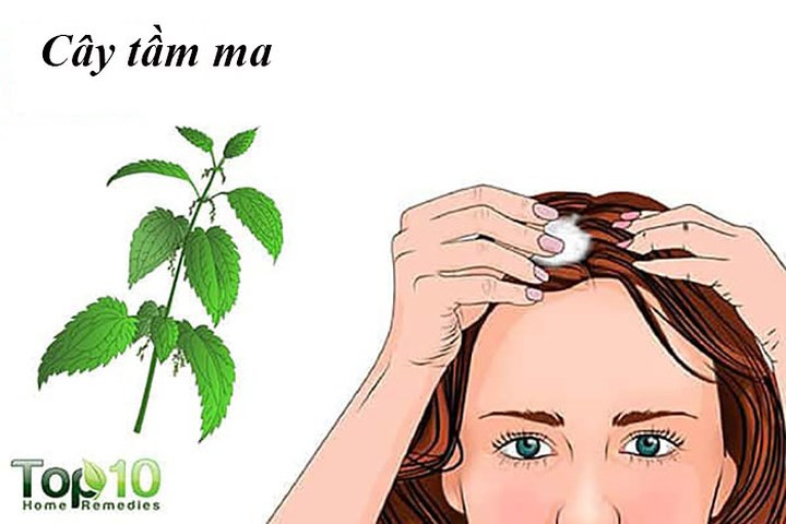 Cây tầm ma: Đây là một loại thảo mộc bạn có thể sử dụng để kích thích tăng trưởng tóc. Loại thảo mộc này giúp ngăn ngừa sự chuyển đổi các hormon testosterone thành dihydrotestosterone, một nguyên nhân chính gây rụng tóc ở nam giới.