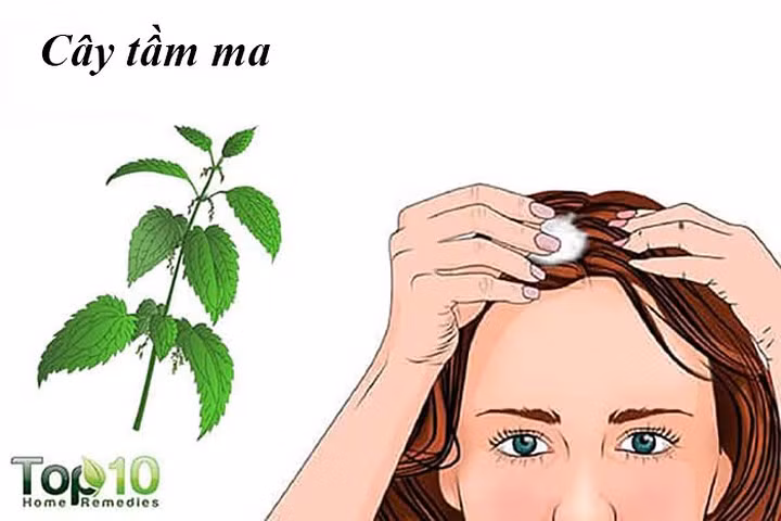 Cây tầm ma: Đây là một loại thảo mộc bạn có thể sử dụng để kích thích tăng trưởng tóc. Loại thảo mộc này giúp ngăn ngừa sự chuyển đổi các hormon testosterone thành dihydrotestosterone, một nguyên nhân chính gây rụng tóc ở nam giới.