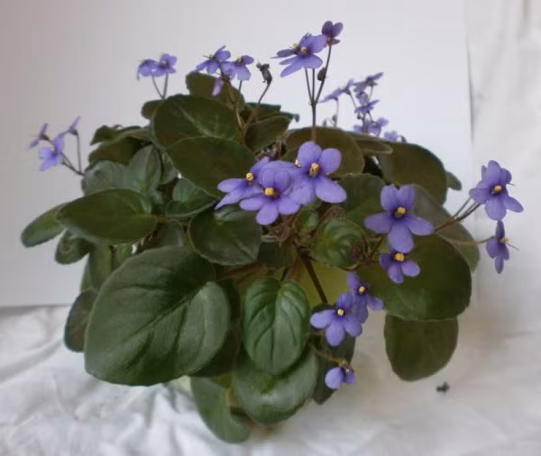 Hoa Tử Linh Lan (Violet châu Phi) làm cho không khí trong nhà bếp trở nên khỏe mạnh hơn. Cây này còn nở hoa đẹp quanh năm. Ảnh: Internet.