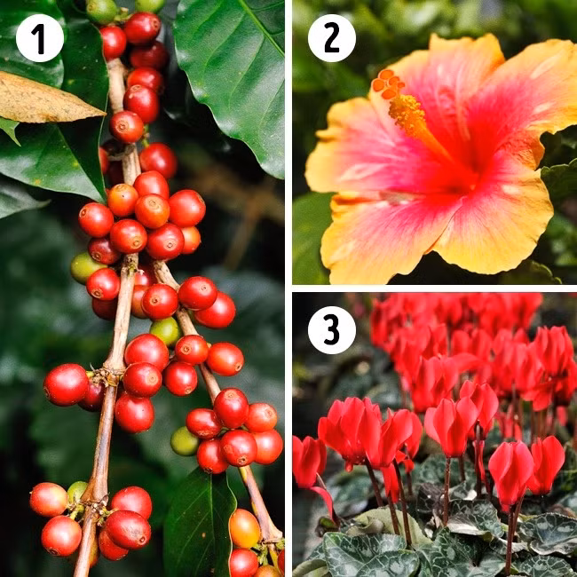 Bạn có thể trồng cây cà phê trong phòng của bé để lọc sạch không khí khỏi các hóa chất như benzol, formaldehyde, phenol và trichloroethylene.