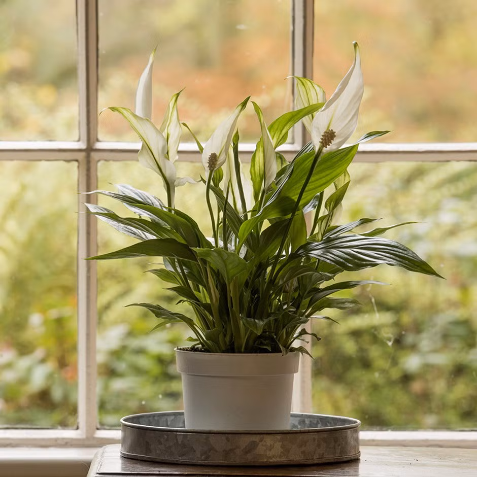 Cây lan ý dễ hấp thu các chất độc công nghiệp và nhà (acetone, benzol và amoniac).