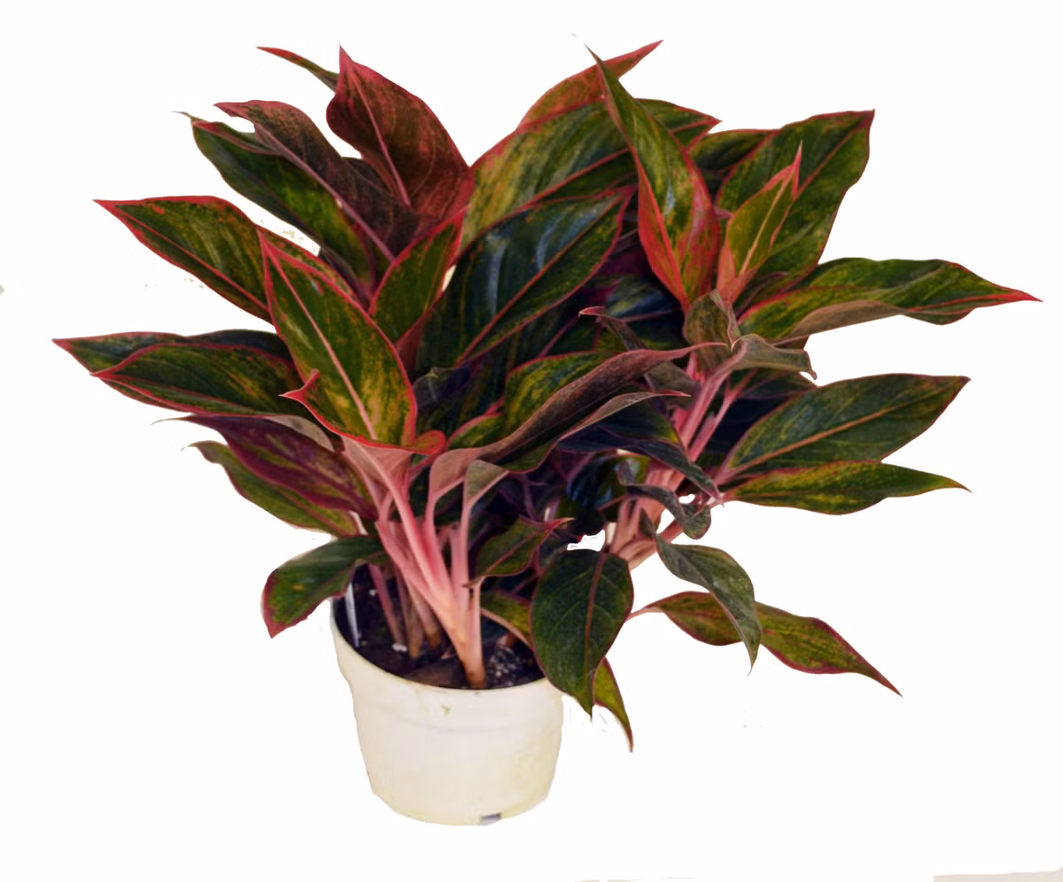 Cây phú quý có thể giúp bạn loại bỏ formaldehyde trong không khí (mỹ phẩm thường chứa formaldehyde). Nơi tốt nhất cho cây cảnh này là bên cạnh vòi sen.